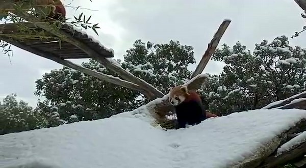 544 reactions · 29 shares |  Première neige pour les jeunes pandas roux de 7 mois ❄ Hier, la météo était hivernale avec la tombée de nombreux flocons, offrant l’opportunité à nos jeunes pandas roux de découvrir la neige 朗 Pour nous, c’est l’occasion de vous annoncer leurs noms : Shanti et Alaya pour les femelles, et Hindi pour le mâle. Qu'en pensez-vous ?  | Parc Animalier de la Barben | Facebook