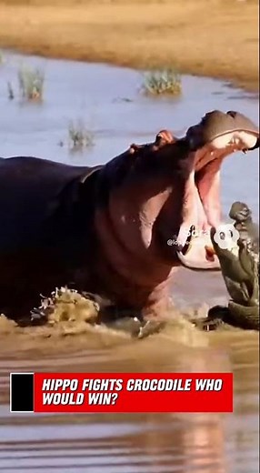 Hippo vs Crocodile – Who Wins?