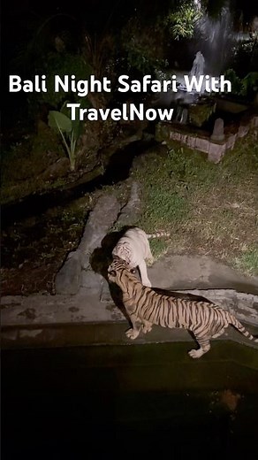 Bali Night Safari Experience With Tigers | Book Your Trip Today.!! #tiger #safari #animals #nature
