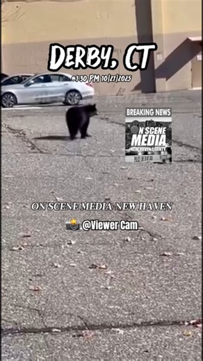 196K views · 1.2K reactions | Bear captured on video in Derby behind BIG Y in the early afternoon hours of Monday 10/27/2025  @ViewerCam #hibernation #bear #wildlifect #onscenemediact #onscenemedianewhaven #derby | On Scene Media New Haven County | Facebook