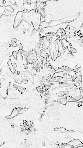 11 reactions | The Spicebush Swallowtail Butterfly (Papilio troilus)...