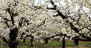 Dangshan County pear is famous in China. Most of the pear trees in this 10,000 mu pear garden are hundreds of years old, and the old pear trees are dry, their skin is like ink. In March spring, sudden