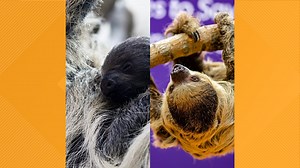 Wookiee the sloth celebrates his 2nd birthday at Denver Zoo