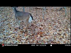 Whitetail deer tail wag