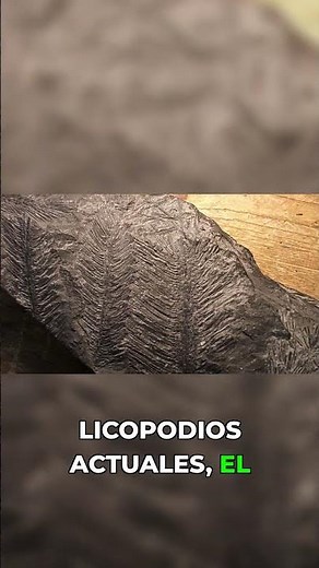 ¿Cómo era el planeta hace 360 millones de años?