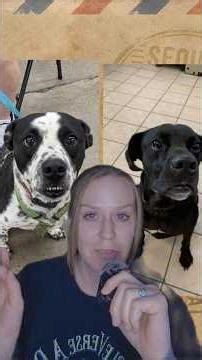 Shelter Star Duo, Lacoon & Thor! They're a young bonded pair! #adopt #shelter #bonded #dogs #animals