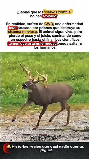 ¿Zombies reales? La verdad del "CWD"