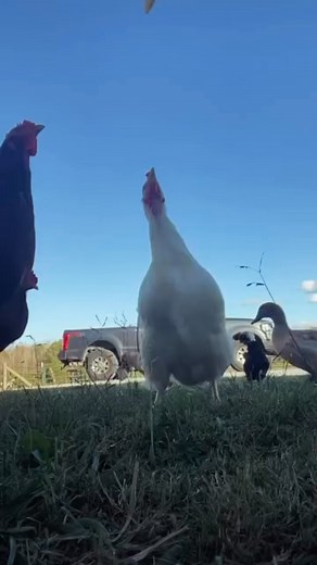 6.3K views · 69 reactions | Jumping chickens in slo-mo. #yourewelcome #whoknew #funny #funnyvideos #freerange | The Dam Farm | Facebook
