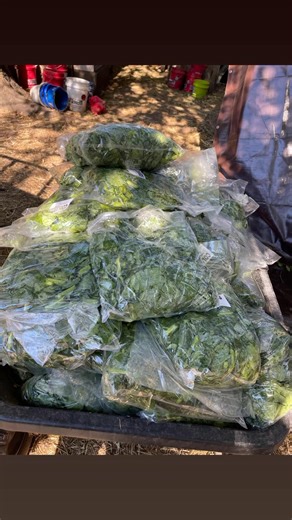 28 reactions · 6 comments | The babies all got snacks this weekend. They don’t often get sweets but it was Halloween after all and I also used it as a worming day today. I popped them all some popcorn too.  塞    | Amy's Acres Rescue | Facebook