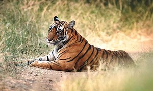 Rare scene: Tiger and Python fight in Ranthambore national Park