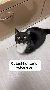 Listen to Uni’s cute voice when he spots a ceiling bug 天井に虫がいた時の可愛い声 #catsofinstagram #meow #cutecat #uni | Unico-uniuni