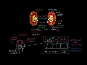 How do our kidneys filter waste out of blood? (Glomerular Filtration)