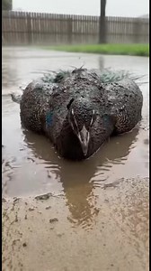 Peacock's Majestic Reveal A heartwarming transformation from muddy to magnificent. #fblifestyle #AI Generated using Kling AI . . . (For entertainment purposes only. Consult professionals if guidance on activities is presented. No brand affiliation is implied if any are shown. If inspired by true events, creative adaptations may be included. Content may include public footage.) | Fabiosa México