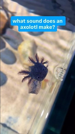 What An Axolotl Sounds Like 🤯