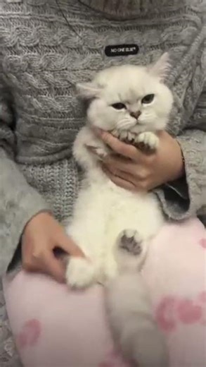 Beauty Cats - Ágata Show 008 #shorts