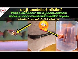 How to start guppy farming ||Part 4|| Pregnant Female- Moving to Breeding Cage, Feeding Cage Setup
