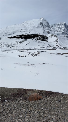 8.9K views · 234 reactions | Athabasca Glacier, Columbia Icefield, Jasper National Park, Alberta, Canada #explorealberta #jasper #alberta #canada #sunset #athabascaglacier #jaspernationalpark #mountains #rockymountains #canadianrockies | Explore Alberta | Facebook