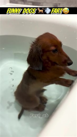 Humorous Dogs Farting Compilation