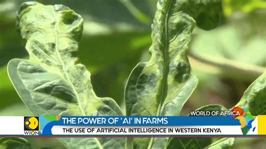 Farmers use 'AI' to diagnose crop diseases