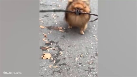 Funniest ANIMALS Videos 2024 That Will Make You Burst Into Laughter 😂