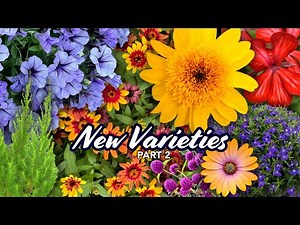 New Varieties of Annuals for 2025 -- PART 2 -- This is Exciting!
