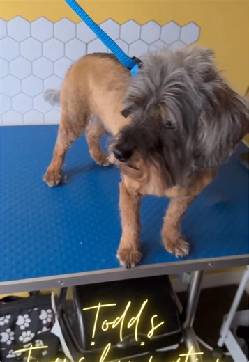 Grooming Todd: A Dachshund x Poodle Experience