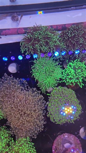 Euphyllia Collection Showcase | Hammer, Frogspawn & Torch Corals #EuphilliaCorals #corals #aquarium