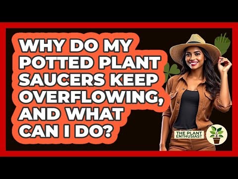 Why Do My Potted Plant Saucers Keep Overflowing, And What Can I Do? - The Plant Enthusiast