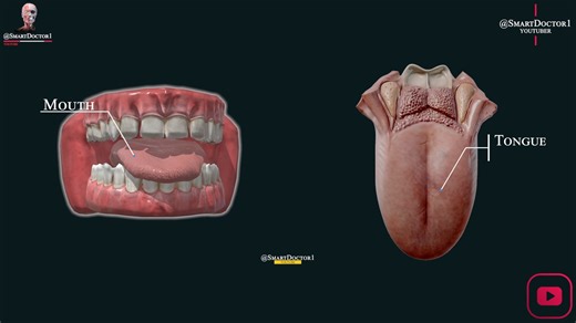 The Digestive Journey: A Two-Minute Tour from Mouth to Anus. The best video. 💪👍 . . . . #digestivesystem #system #digestive #intestine #mouth #esophagus #stomach #smallintestine #largeintestine #pancreas #liver #gallbladdercancer #medicina #anatomy #doctor #fblifestyle | Smart Doctor Plus