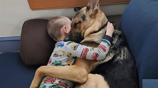 The storm outside rattled the old house, but inside a little boy clung to his dog like the world would disappear without him. "Ethan, get off, buddy. You'll crush him," Daniel said sharply. His three-year-old didn't budge. Instead, Ethan hugged the German Shepherd tighter, pressing his small face into the dog's thick fur. His gray pajamas bunched at the wrists, his tiny arms refusing to let go. Buddy didn't mind. His tail thumped softly against the couch, eyes half closed as if Ethan's embrace w