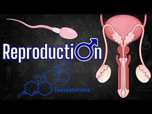 Le système reproducteur homme