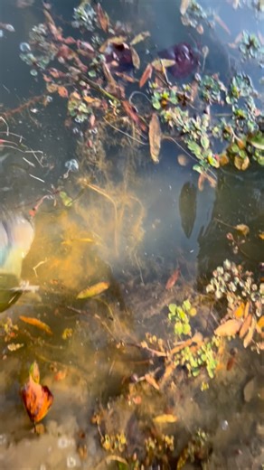 bass on Instagram: "🎣 Want to CATCH MORE bass on a frog this summer? Here’s the cheat code most anglers sleep on 👇 1️⃣ Walk the dog IN THE NASTY stuff – Thick mats, hyacinth edges, or laydowns with shade lines. If your boat can’t float there, that’s exactly where the giants live. 2️⃣ 65–80 lb braid ONLY. No stretch = instant hooksets through the roof of their mouth. 3️⃣ Bend the hooks UP slightly (5–10°) so they collapse the body easier and pin better on the jump. 4️⃣ Pause 3–5 seconds after a