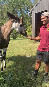 59K views · 3.1K reactions | Celebrate #WorldOkapiDay with Mosi the okapi and Zookeeper Michael as they share insights about this fascinating and elusive species! 鸞 P.S. Have you heard the news?! You can now meet (and feed!) Mosi on a Backstage Pass Tour ➡ www.nashvillezoo.org/backstage | Nashville Zoo | Facebook