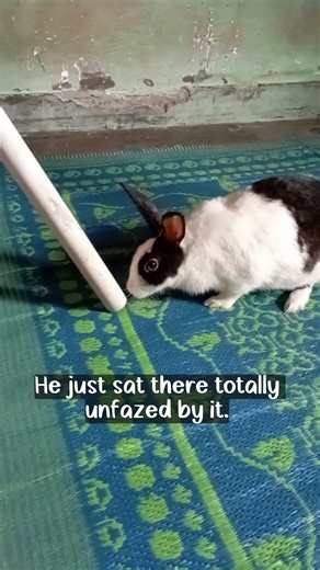 bunny fights with me #rabbit #bunny #bunnylifestyle #pets #baby #cutepet #rabbitcare #shorts #cute