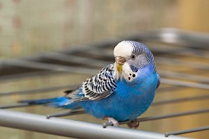Can Budgies Talk? Do They Mimic Human Speeches?