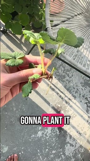 Growing strawberries 🍓 in hydroponics