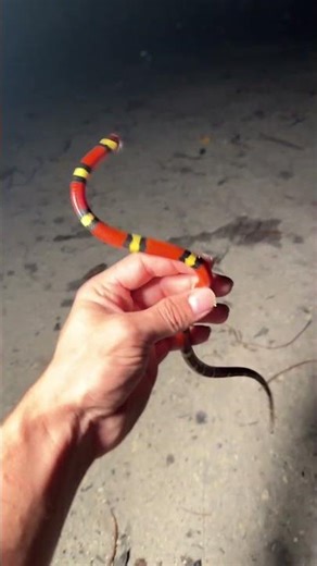 Is this a coral snake? #animal #snake #nature