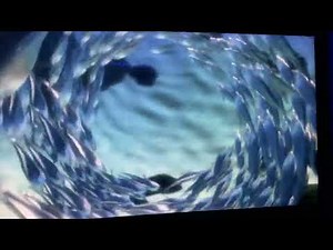 Finding Nemo virtual aquarium school of fish