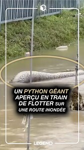 Un gigantesque python a été repéré dans la rue de Bangkok, en Thaïlande, lors d’une inondation. Certains pythons peuvent atteindre jusqu’à 10 mètres de long. #legend #legendmedia #python #thailand | Legend