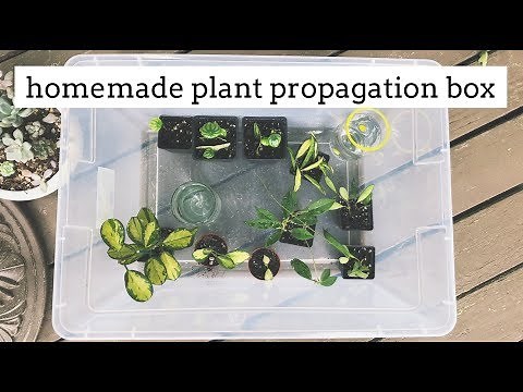 the perfect propagation box for rooting houseplants!