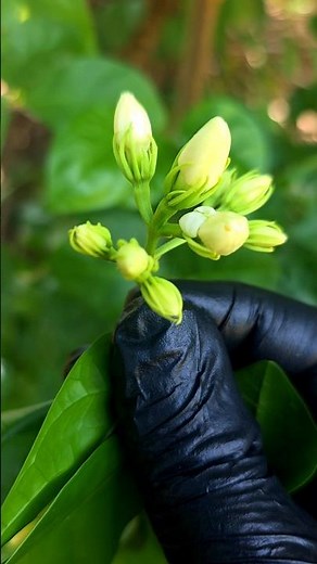Jasmine’s Secret Chemistry | Plant Science