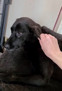 197K views · 6.3K reactions | Sometimes the littlest things are the biggest breakthrough. Here is our most frightened rehab dog Betty semi enjoying a stroke tonight. This is the girl who hid for months... who has de-stressed in her own time... who has watched the other dogs... who has found a couple of doggie friends... who has once again decided she wants to be near us. We love you Betty 殺 | Dogs 4 Rescue | Facebook