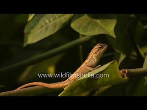 Oriental Garden Lizard hops around on a branch: Can you believe they call this a Bloodsucker lizard?