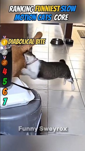 Ranking Funniest SLOW MOTION Cats Core Moments!🐈🐾