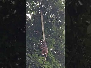 5-Foot Python Struggles to Carry Possum