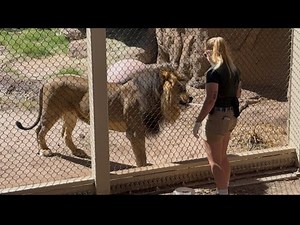 Reid Park Zoo staff demonstrate how they train their lions.