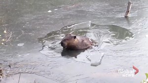 A beaver in Saskatoon took the term ‘breaking the ice’ quite literally. The ice freezing over near her family’s dam couldn’t stop a mother beaver from keeping her home in tip-top condition. MORE: https://bit.ly/2K3HB6d | Global Regina
