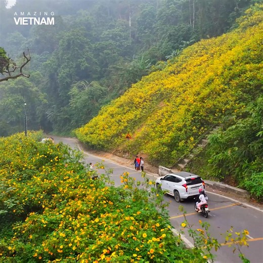 Hoa dã quỳ giữa núi rừng Ba Vì 🌼 | Amazing Vietnam