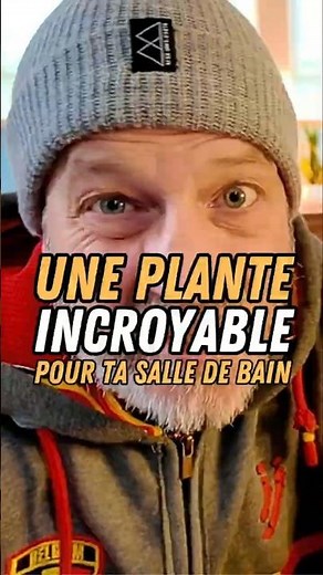 Le Bryophytas, une mousse naturelle qui absorbe l'humidité !