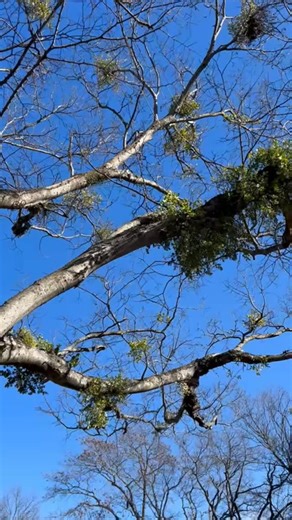 Everything you know about mistletoe might not be what you think, despite the misinformation or lack of, you can trust that the sick tree treatment will be one of your best efforts to clear up this issue. As always for more information go to dirtdoctor.com and enjoy your healthy gardens 🌳 #arborists #homegarden #organicgardener #treehealth #treeplanting | Howard Garrett, Dirt Doctor